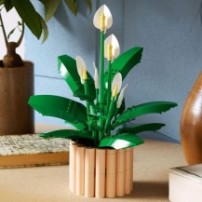 LEGO Botanicals 11504 Skrzydłokwiat